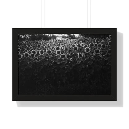 "Sunflowers" Framed Photographic Print