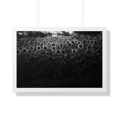 "Sunflowers" Framed Photographic Print