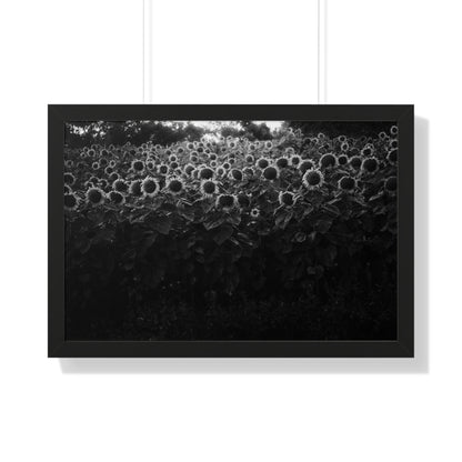 "Sunflowers" Framed Photographic Print