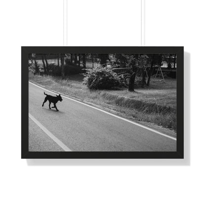 "Wandering Dog" Framed Photographic Print