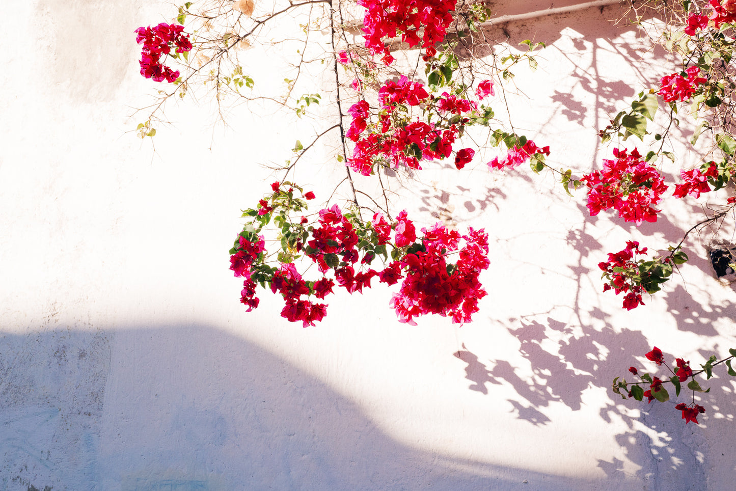 Photographic Art by Nick Sparks of flowers being hit by golden light at sunset. 