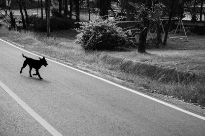 Photographic Art by Nick Sparks of a dog wandering through a quiet countryside scene. 