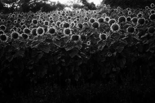 Photographic Art by Nick Sparks of a sunflower farm in Northern Thailand. 