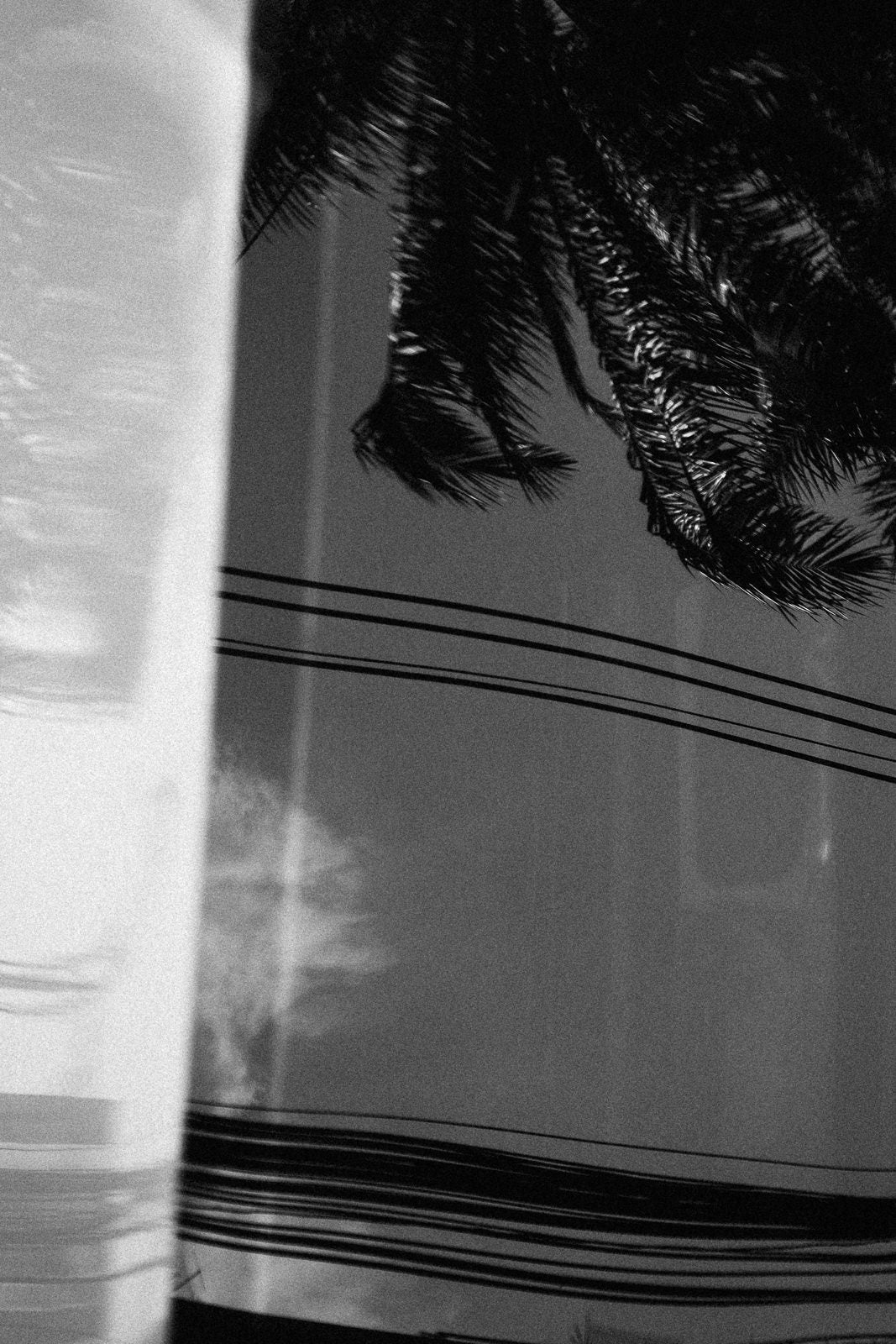 Photographic Art by Nick Sparks of a palm tree and sky reflecting off a car hood. 